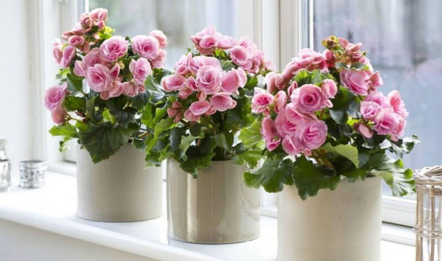 Đặc điểm v&agrave; ph&acirc;n loại c&acirc;y Thu Hải Đường